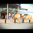 Faire un shooting photo avec son animal de compagnie à Bruxelles ou en Belgique - Poseuse.be